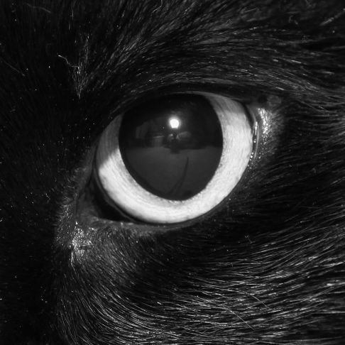 Picture of a cat / kitten / feline