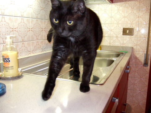 Picture of a cat / kitten / feline