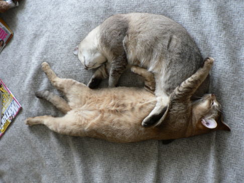 Picture of a cat / kitten / feline