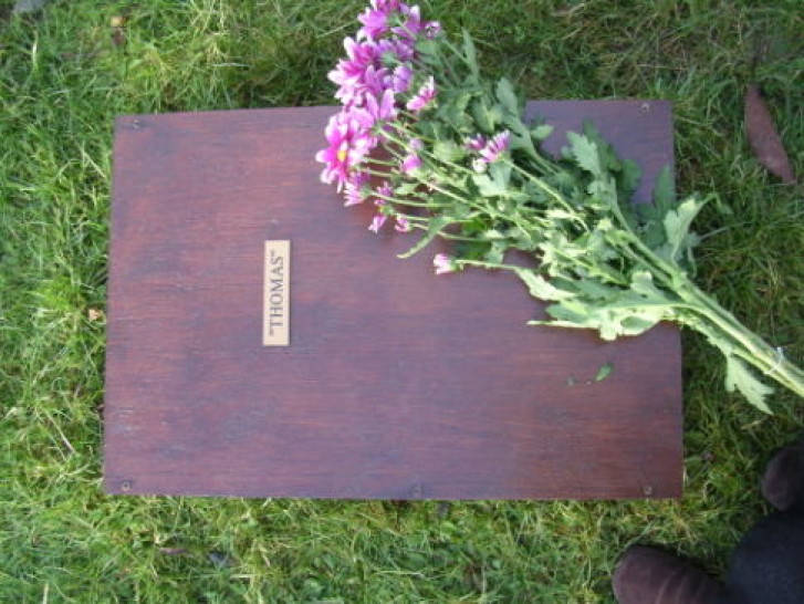 Picture of a cat / kitten / feline