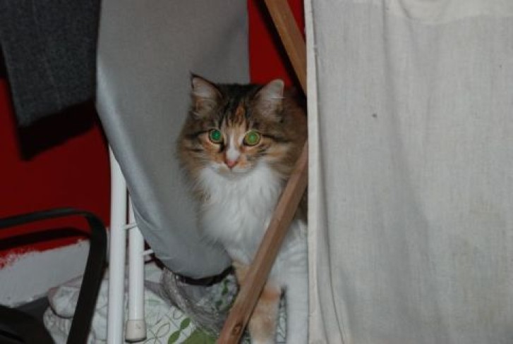 Picture of a cat / kitten / feline