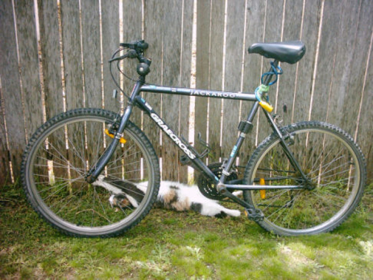 Picture of a cat / kitten / feline