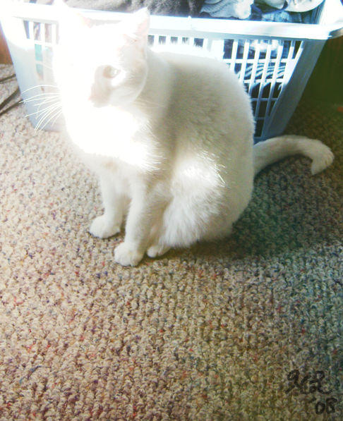 Picture of a cat / kitten / feline