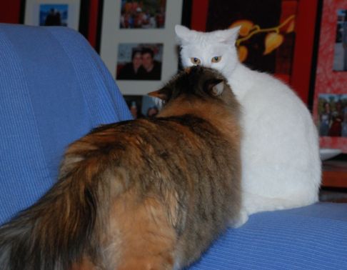 Picture of a cat / kitten / feline