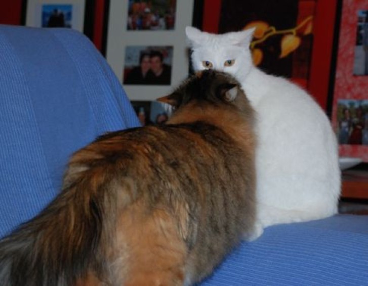 Picture of a cat / kitten / feline