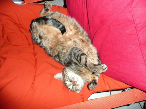 Picture of a cat / kitten / feline