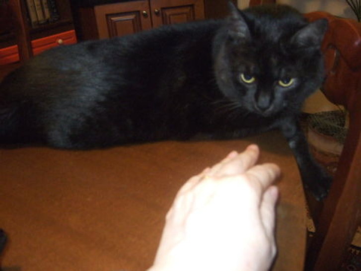 Picture of a cat / kitten / feline