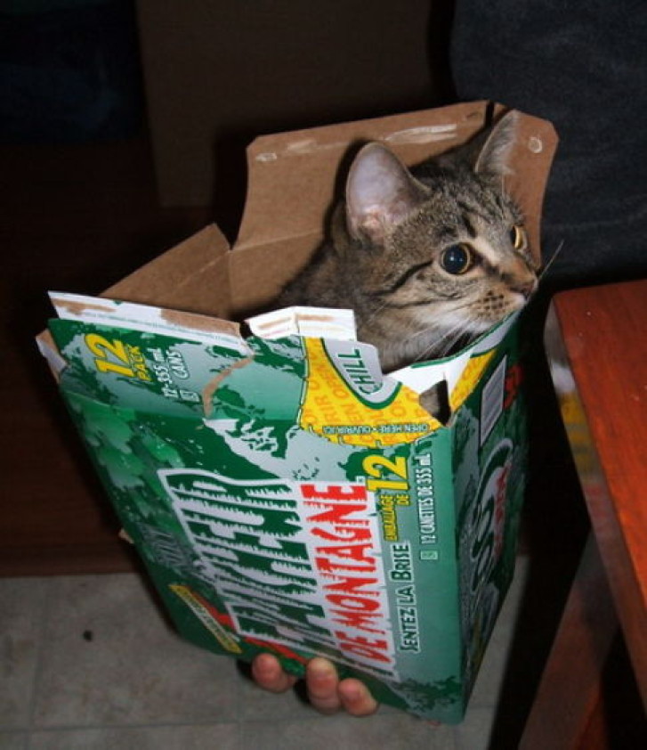 Picture of a cat / kitten / feline