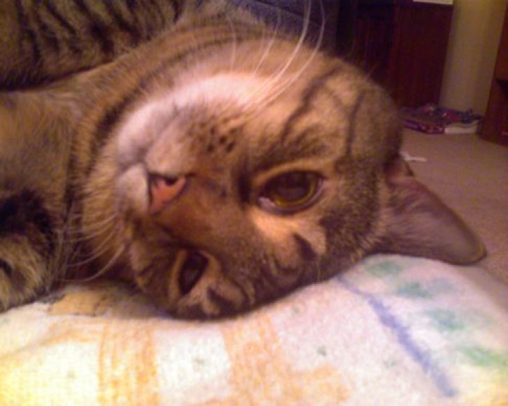 Picture of a cat / kitten / feline