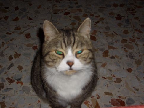 Picture of a cat / kitten / feline