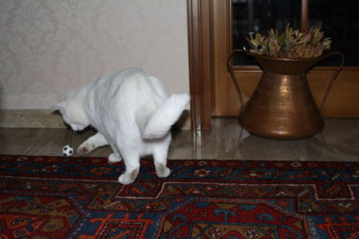 Picture of a cat / kitten / feline