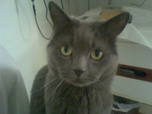 Picture of a cat / kitten / feline