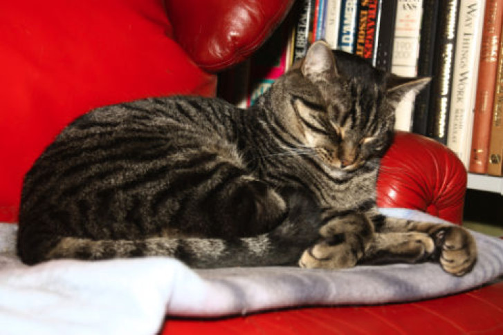 Picture of a cat / kitten / feline