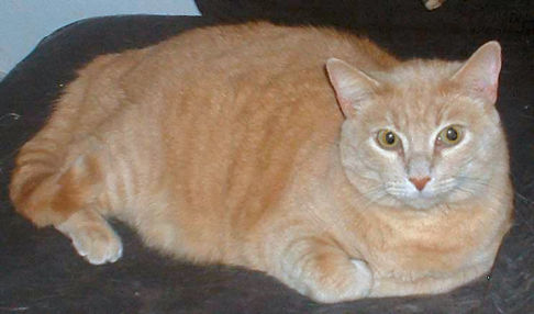 Picture of a cat / kitten / feline