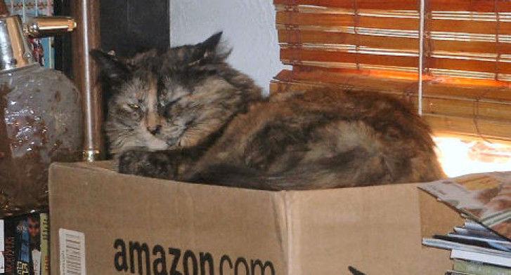 Picture of a cat / kitten / feline