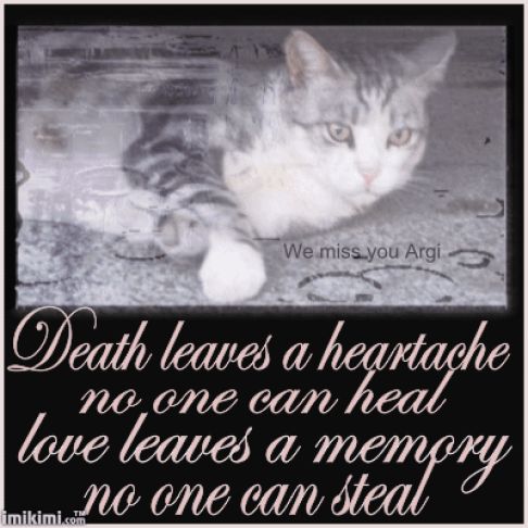 Picture of a cat / kitten / feline