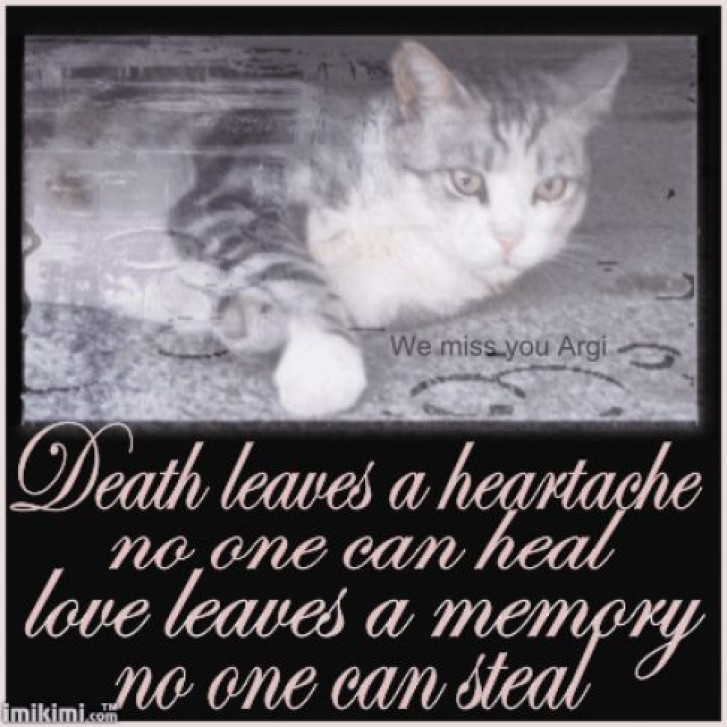 Picture of a cat / kitten / feline