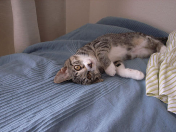 Picture of a cat / kitten / feline