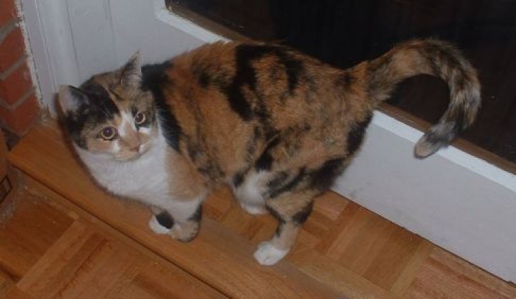 Picture of a cat / kitten / feline