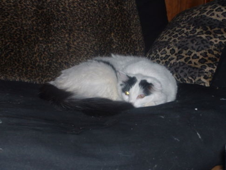 Picture of a cat / kitten / feline