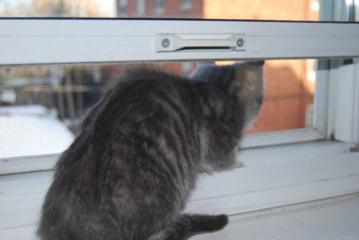 Picture of a cat / kitten / feline