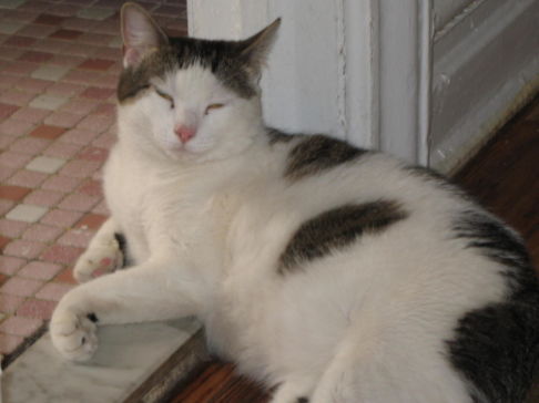 Picture of a cat / kitten / feline