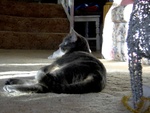 Picture of a cat / kitten / feline