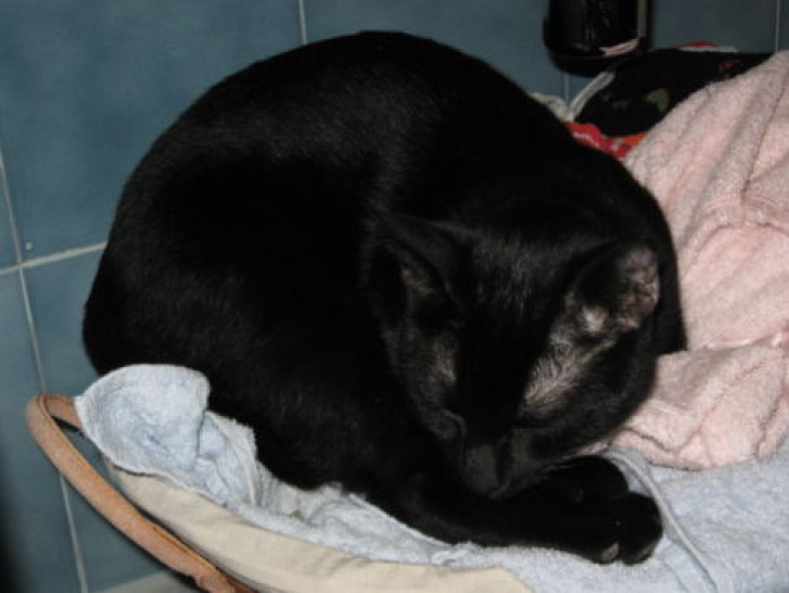 Picture of a cat / kitten / feline