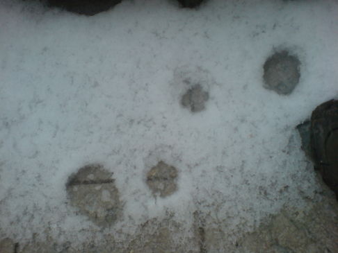 Picture of a cat / kitten / feline