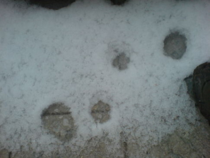 Picture of a cat / kitten / feline