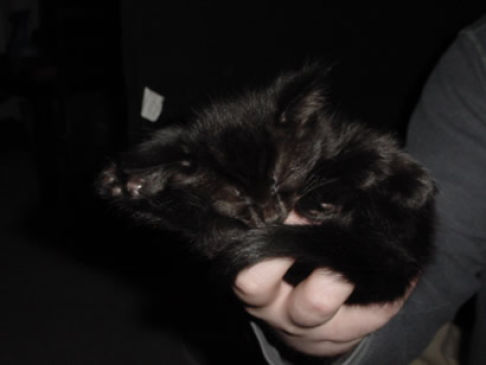 Picture of a cat / kitten / feline