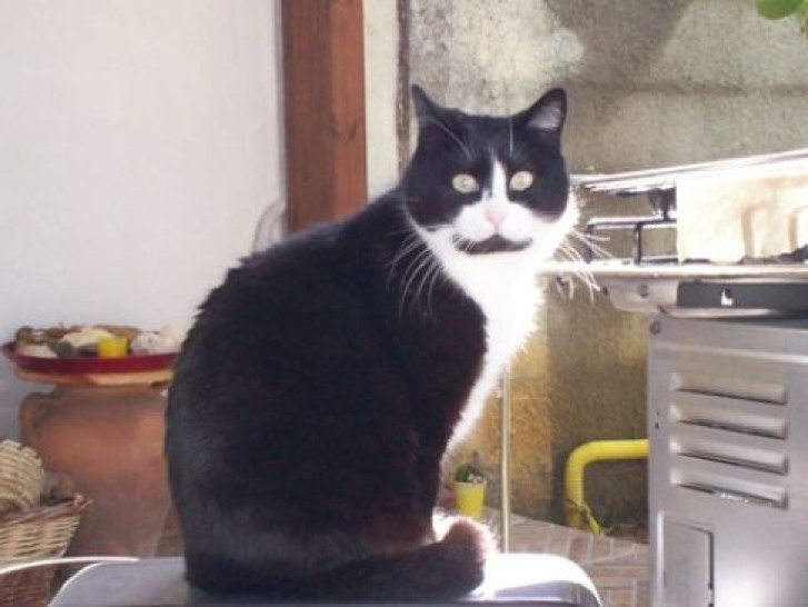 Picture of a cat / kitten / feline