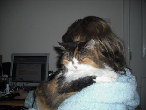 Picture of a cat / kitten / feline