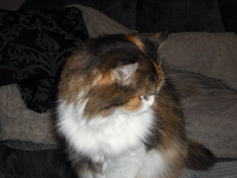 Picture of a cat / kitten / feline