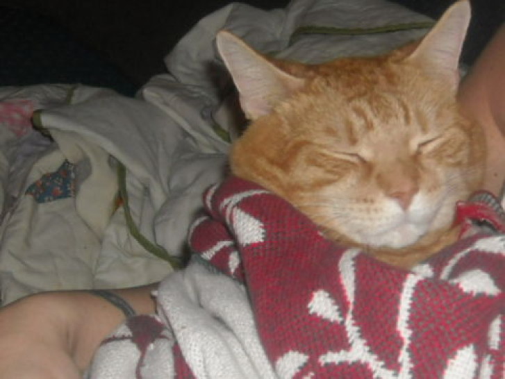 Picture of a cat / kitten / feline