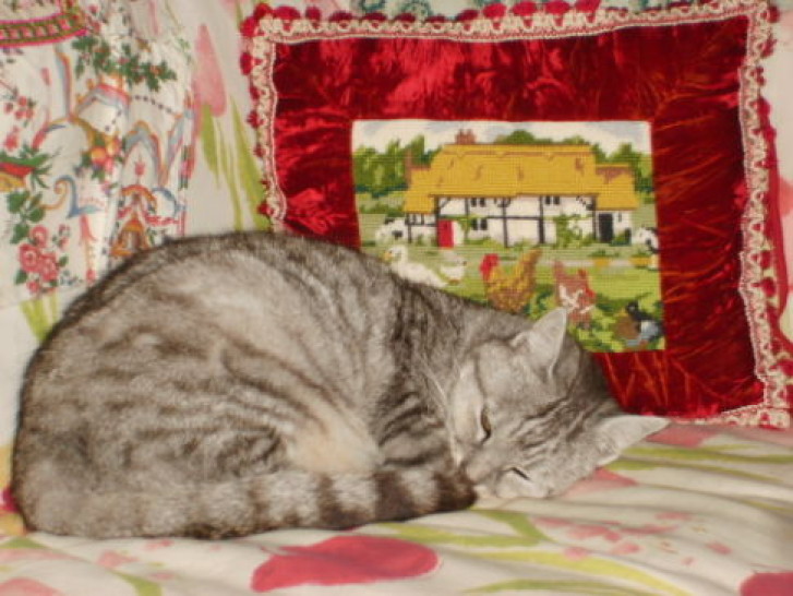 Picture of a cat / kitten / feline