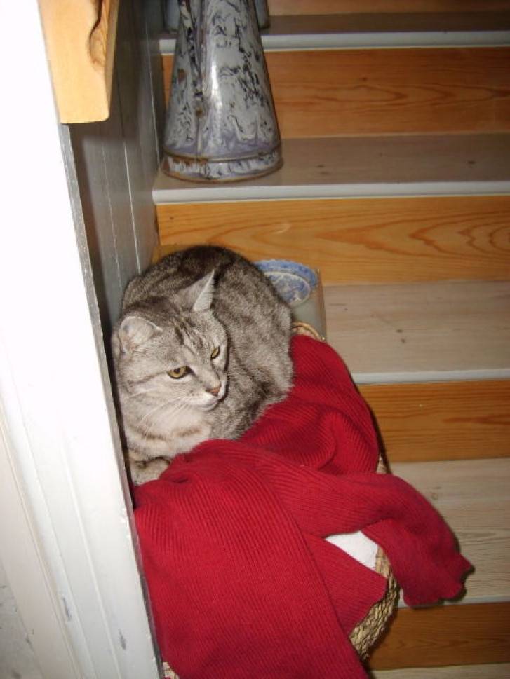 Picture of a cat / kitten / feline