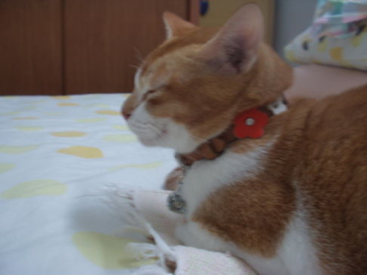 Picture of a cat / kitten / feline