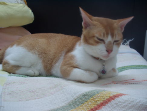 Picture of a cat / kitten / feline