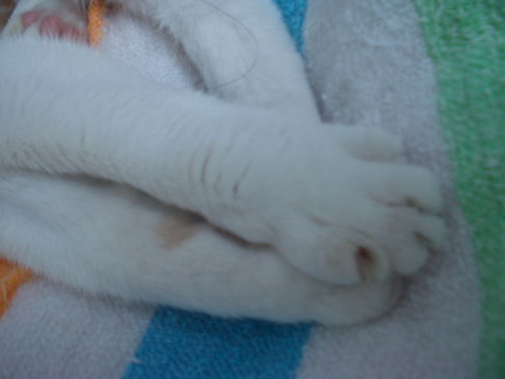 Picture of a cat / kitten / feline