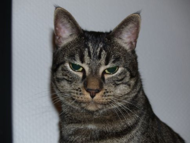 Picture of a cat / kitten / feline