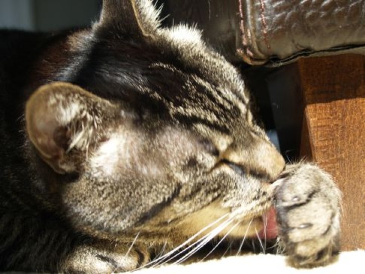 Picture of a cat / kitten / feline