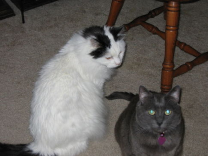 Picture of a cat / kitten / feline