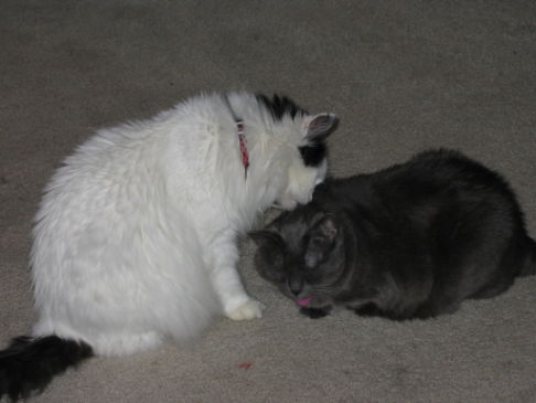 Picture of a cat / kitten / feline