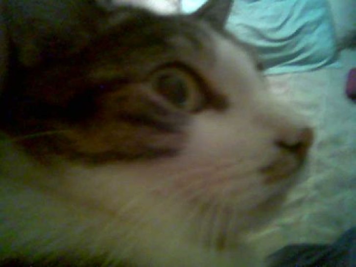 Picture of a cat / kitten / feline