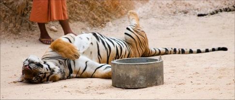 Picture of a cat / kitten / feline