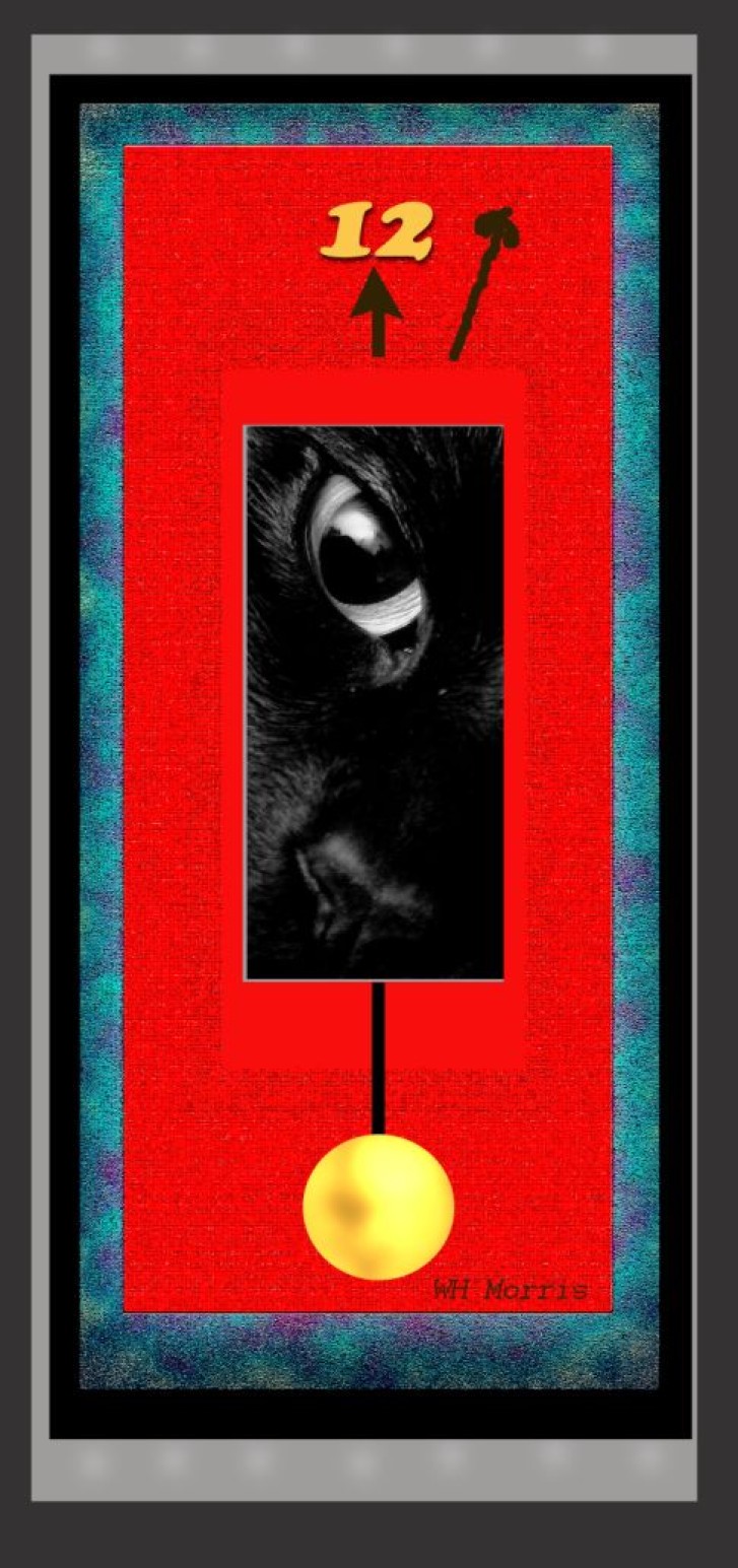 Picture of a cat / kitten / feline