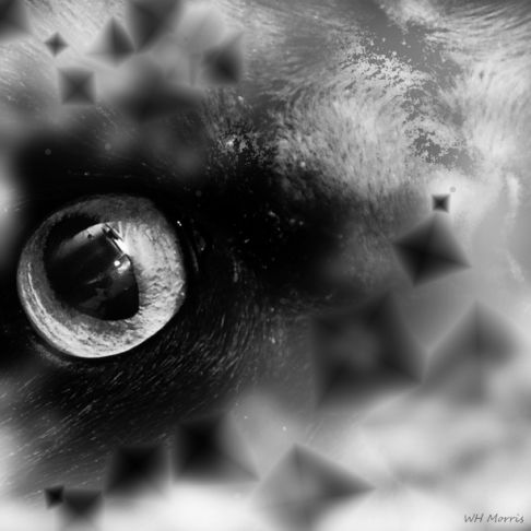 Picture of a cat / kitten / feline