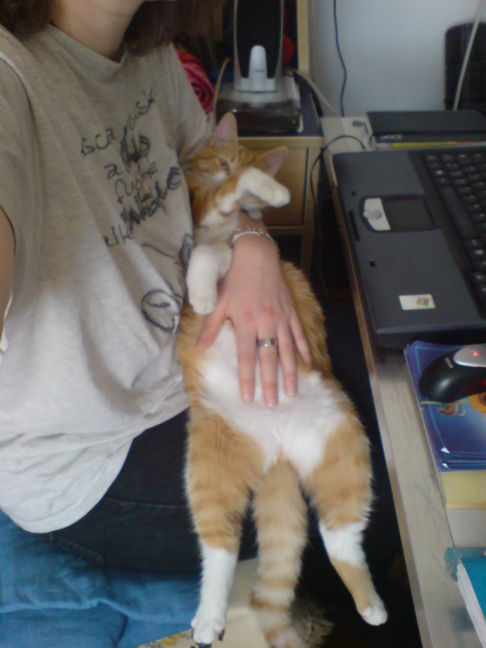 Picture of a cat / kitten / feline