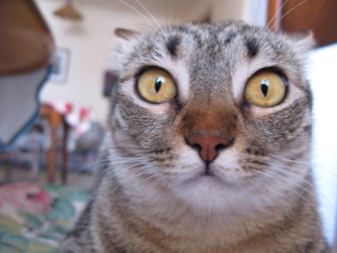 Picture of a cat / kitten / feline